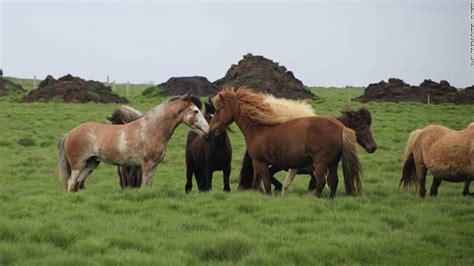 Iceland: New coat color found in Icelandic horse - CNN