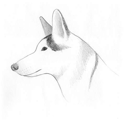 Comment dessiner un chien