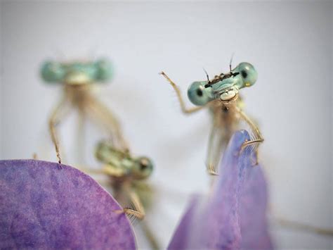 Adorable Dragonflies Hiding In My Backyard | Bored Panda