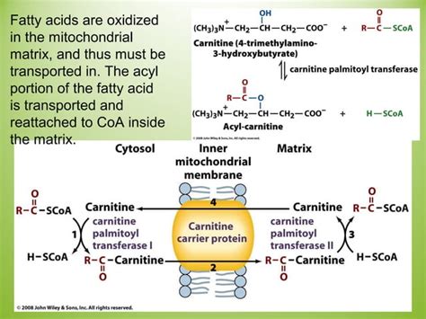 Lipid biosynthesis | PPT