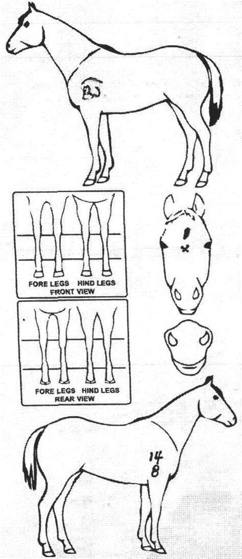 iCompete - Animal Details