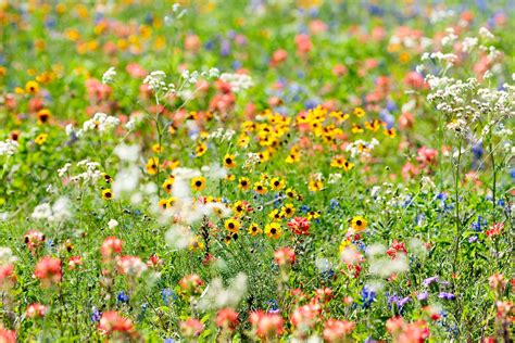 Free Admission Days - Fort Worth Botanic Garden