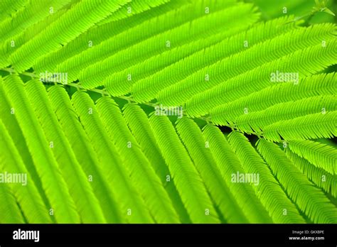 Acacia leaves Stock Photo - Alamy