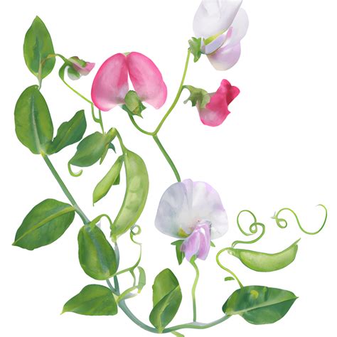 Pink and White Sweet Pea Flowers on the Vine · Creative Fabrica