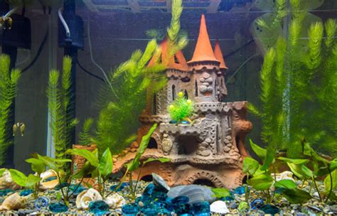 6 Cool Aquarium Decoration Themes