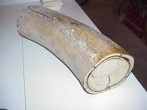 Mammoth Ivory Tusk Buyers