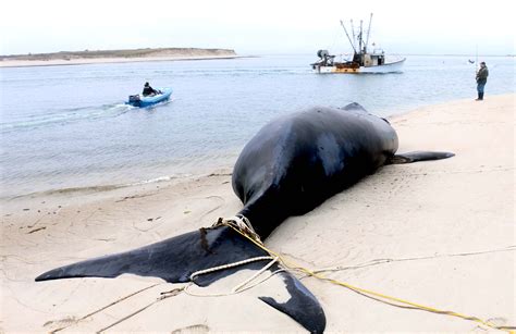 North Atlantic right whale calf found dead off Chatham - The Boston Globe