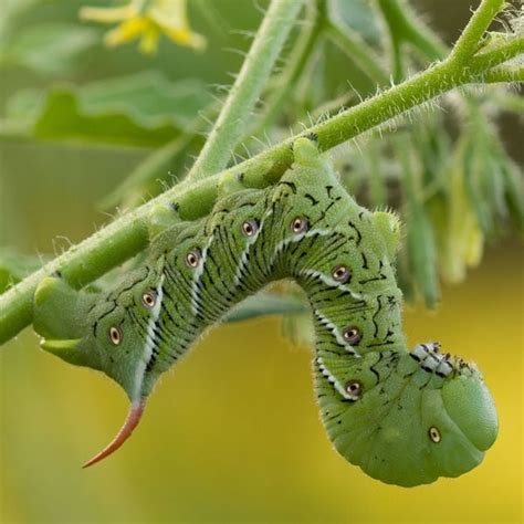 Tomato Hornworms: What Are They and How to Get Rid of Them