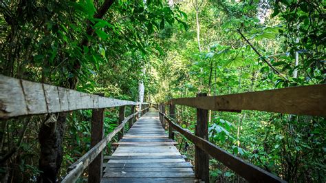 Jungle treks or canopy nature walks | Amazon Jungle | andBeyond