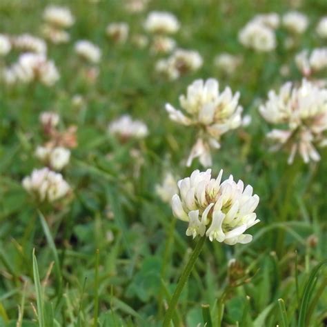 Clover Lawn Mix (1kg) – Wild Wales Seeds