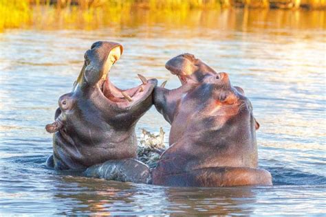 Hippo Mating & Gestation - St Lucia South Africa