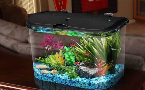 The Best Betta Fish Tanks to Buy in 2020 | SPY