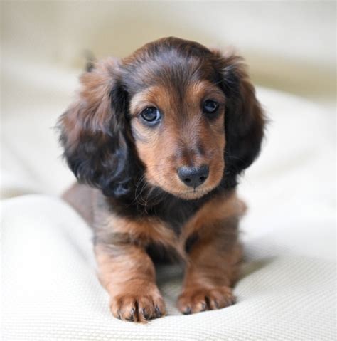 Miniature Long Haired Dachshund Puppies for Sale - Dikerdachs