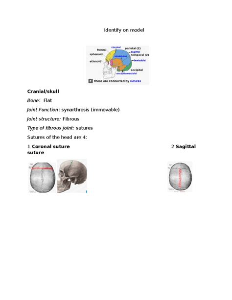 Copy of A&P Final LAB - Identify on model Cranial/skull Bone: Flat ...