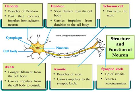 Biology Entrance Exam: Structure and Function of Neuron Chemistry ...