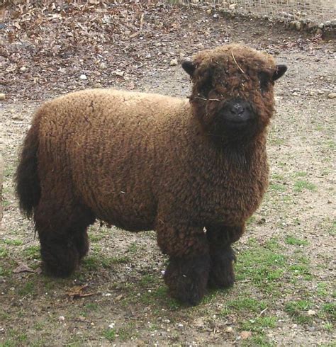 Miniature "Babydoll" Southdown Sheep | Pets | Pinterest Farming, Baa ...