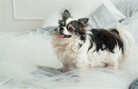 What Makes a Hotel Truly Pet-Friendly