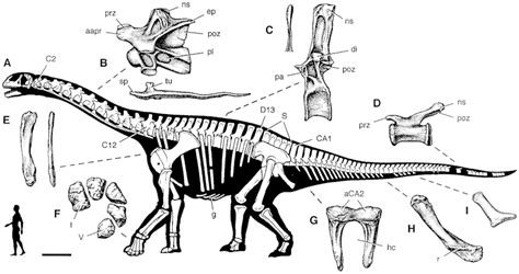 Skeletal reconstruction of the sauropod Jobaria tiguidensis showing (A ...