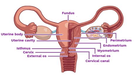 Uterus - Labster