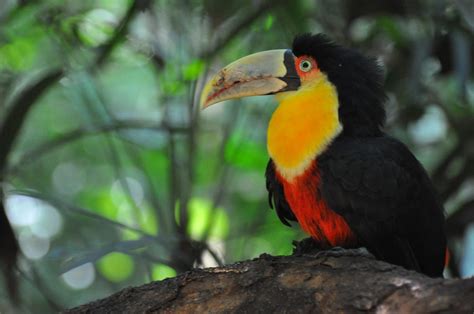 Green Billed Toucan or Red Breasted Toucans | Ramphastos Dicolorus ...