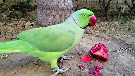 Parrot Eats His Favourite Fruit - YouTube