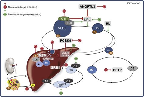 Lipid Metabolism and Emerging Targets for Lipid-Lowering Therapy ...