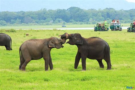 Minneriya Morning Safari | Minneriya National Park Morning Safari