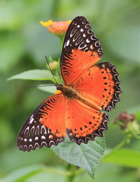 Red Lacewing 紅鋸蛺蝶 | Butterfly species, Beautiful butterfly photography ...