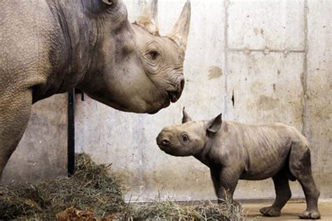 Baby black rhino born at St. Louis zoo - CSMonitor.com