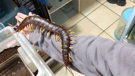 Giant Pet Centipede Crawls All Over Its Owner