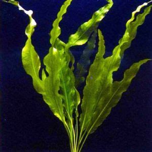 Aponogeton Ulvaceus Aquarium Plants Bulb | Arizona Aquatic Gardens