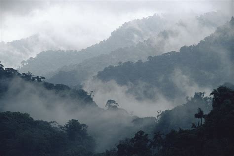 WHAT IS A CLOUD FOREST? - Ecuador Forest Of Clouds