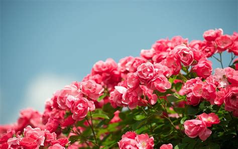 Red Rose Garden Wallpapers - Wallpaper Cave