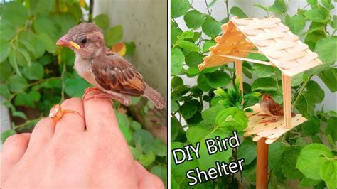 How to make a bird shelter || what to do if find a baby bird || bird ...