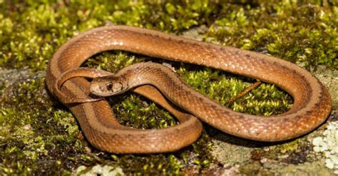 Brown Snake With Black Spots: What Is It and Is It Venomous?