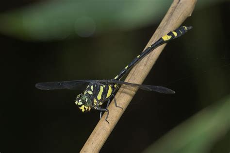 Gomphidae - Clubtails | Wildlife Journal Junior