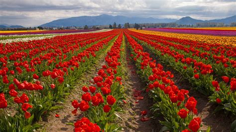 Bing image: Tulip fields in spring, Skagit Valley, Washington, USA ...