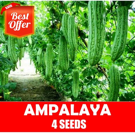 Ampalaya Seeds - Long Green | Lazada PH