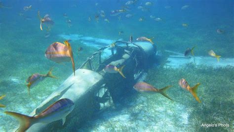 a plane that is in the water with some fish around it and on the ground