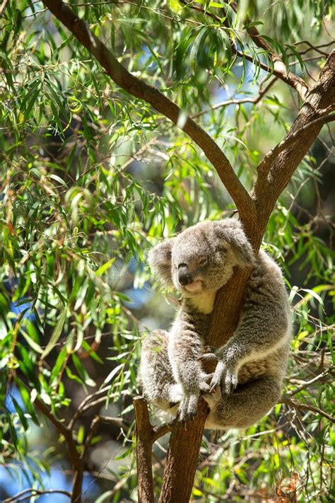 Koala sleeping in a tree stock photo. Image of grey - 119842350