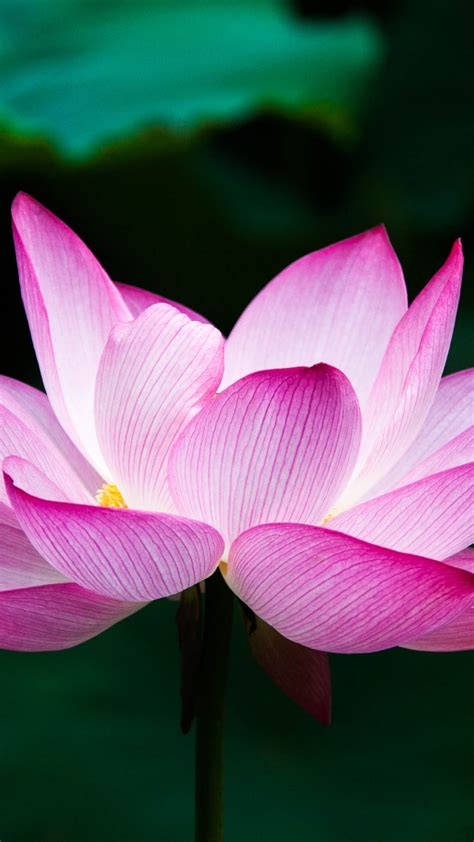 2160x3840 Lotus Flower 4k Sony Xperia X,XZ,Z5 Premium ,HD 4k Wallpapers ...