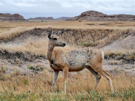 American Travel Journal: Morning Wildlife along Badlands Loop Road ...