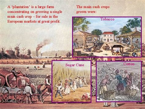 A plantation is a large farm concentrating on