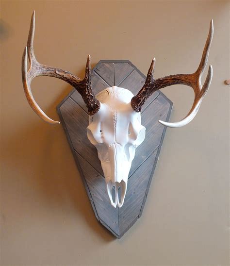 Pin by LowcountryGamePanels on Harvest Plaques | European mount, Deer ...