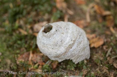 Yellow Jacket Nest – Sitka Nature