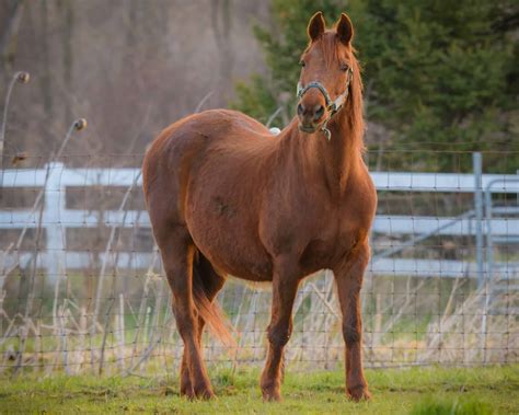 Las 7 Razas de caballos Más Populares y Por Qué Las Amamos | Balanced Body