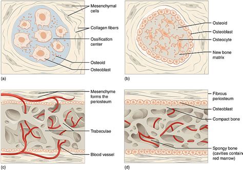 Difference Between Endochondral Ossification and Intramembranous ...