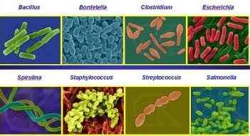 Biología y Geología 3º ESO: Microorganismos patógenos