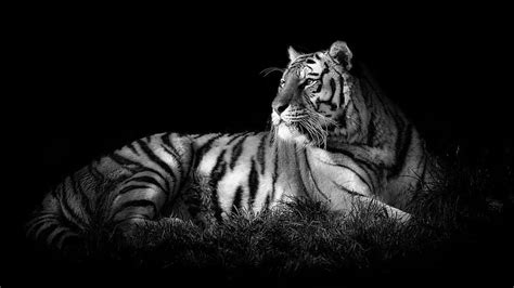 Black And White Of White Tiger In Black Background Tiger, HD wallpaper ...