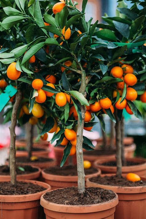 kumquat tree - Google Search#google #kumquat #search #tree#google # ...